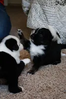 Buster - Black Tri, a male Miniature Australian Shepherd and Toy Australian Shepherd for sale in Burkesville, KY – 3 of 9