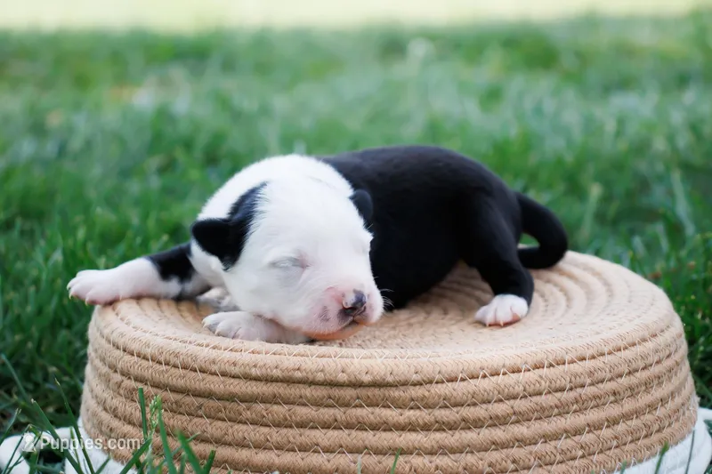 Panda Blue Eyed Boy – Miniature Australian Shepherd puppy for sale in Burkesville, KY