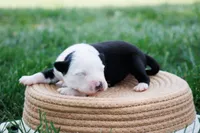 Panda Blue Eyed Boy, a male Miniature Australian Shepherd for sale in Burkesville, KY – Photo 1 of 2