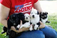 Buddy Blue Eyed Boy, a male Miniature Australian Shepherd for sale in Burkesville, KY – 5 of 10