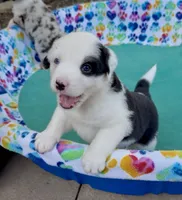Patch, a male Australian Shepherd for sale in Burkesville, KY – 7 of 7