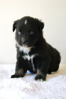 Bentley Blue Eyed Tri, a male Miniature Australian Shepherd for sale in Burkesville, KY – 1 of 9