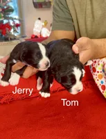 Tom, a male Miniature Aussiedoodle for sale in Sacramento, CA – Photo 4 of 5