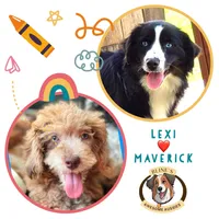 Tom, a male Miniature Aussiedoodle for sale in Sacramento, CA – Photo 5 of 5