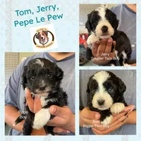Tom, a male Miniature Aussiedoodle for sale in Sacramento, CA – Photo 3 of 5