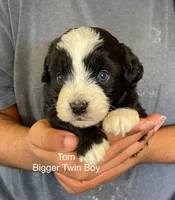 Tom, a male Miniature Aussiedoodle for sale in Sacramento, CA – Photo 2 of 5