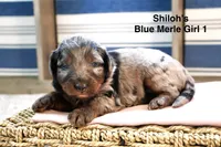 Shiloh’s Blonde Girl, a female Miniature Aussiedoodle for sale in Sacramento, CA – Photo 3 of 4