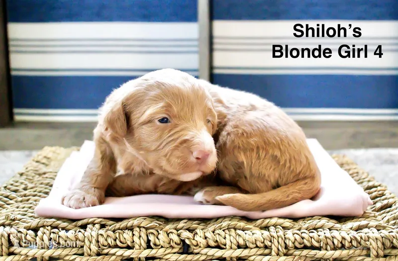 Shiloh’s Blonde Girl, a female Miniature Aussiedoodle for sale in Sacramento, CA – Photo 1 of 4