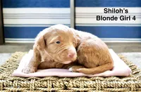 Shiloh’s Blonde Girl, a female Miniature Aussiedoodle for sale in Sacramento, CA – Photo 1 of 4