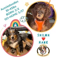 Shiloh’s Blonde Girl, a female Miniature Aussiedoodle for sale in Sacramento, CA – Photo 4 of 4