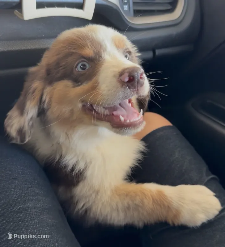 Mr. Pepper – Miniature Australian Shepherd puppy for sale in Burkesville, KY
