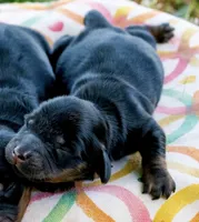 Greta’s Girl 2, a female Dachshund and Miniature Dachshund for sale in Burkesville, KY – 1 of 3