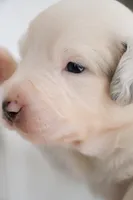 processed/c329914a-06f6-4f98-a0dc-2f897d9d76c4/listing/143e81c9-c615-4e82-b97f-de5b44921d9d/66f877b0-3634-4a8c-bfd6-7778431cb0f0