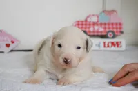 processed/c329914a-06f6-4f98-a0dc-2f897d9d76c4/listing/143e81c9-c615-4e82-b97f-de5b44921d9d/ef035a42-cc24-4b27-9e85-6cf5c5e09cb7