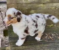 Mr. Pepper, a male Miniature Australian Shepherd for sale in Burkesville, KY – 2 of 7