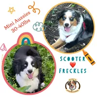 Skunk - Black Tri, a male Miniature Australian Shepherd for sale in Burkesville, KY – Photo 9 of 9
