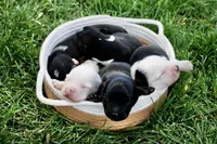 Skunk - Black Tri, a male Miniature Australian Shepherd for sale in Burkesville, KY – Photo 5 of 9