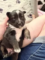 Skunk - Black Tri, a male Miniature Australian Shepherd for sale in Burkesville, KY – Photo 7 of 9