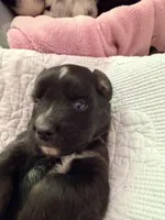 Skunk - Black Tri, a male Miniature Australian Shepherd for sale in Burkesville, KY – Photo 8 of 9