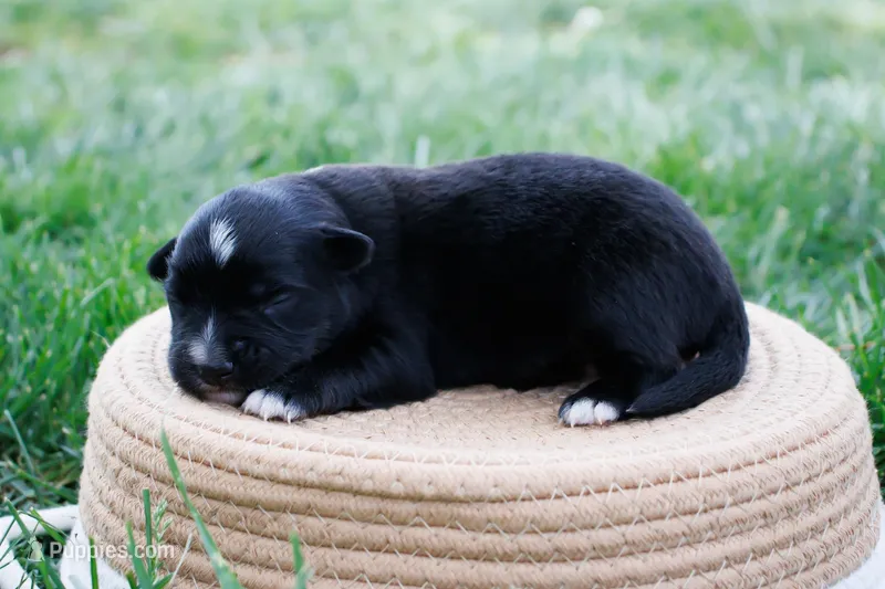 Skunk - Black Tri – Miniature Australian Shepherd puppy for sale in Burkesville, KY