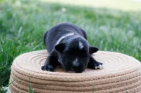 Skunk - Black Tri, a male Miniature Australian Shepherd for sale in Burkesville, KY – Photo 4 of 9