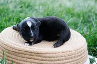 Skunk - Black Tri, a male Miniature Australian Shepherd for sale in Burkesville, KY – Photo 2 of 9