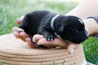 Skunk - Black Tri, a male Miniature Australian Shepherd for sale in Burkesville, KY – Photo 3 of 9