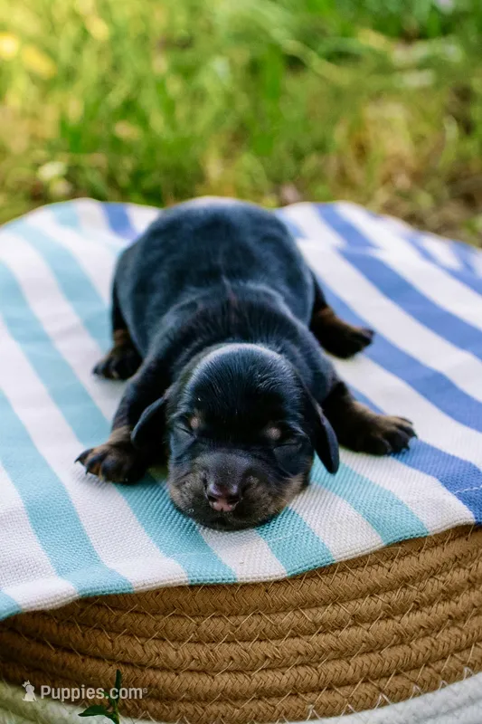 Greta’s Boy 1 – Miniature Dachshund puppy for sale in Burkesville, KY