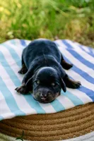 Greta’s Boy 1, a female Miniature Dachshund for sale in Burkesville, KY – 1 of 3