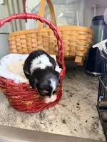 Aussie-Doxie Blk Tri Girl 3, a female Dachshund and Miniature Australian Shepherd for sale in Burkesville, KY – 4 of 5