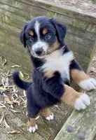 Mr. Freckles , a male Australian Shepherd for sale in Burkesville, KY – 1 of 2