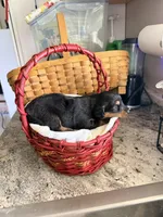 Aussie-Doxie Blk Tri Girl 4, a female Dachshund and Miniature Australian Shepherd for sale in Burkesville, KY – 3 of 5