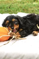 Orange Boy, a male Miniature Aussiedoodle for sale in Burkesville, KY – 3 of 6