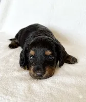 Greta’s Boy 1, a female Miniature Dachshund for sale in Burkesville, KY – 2 of 6