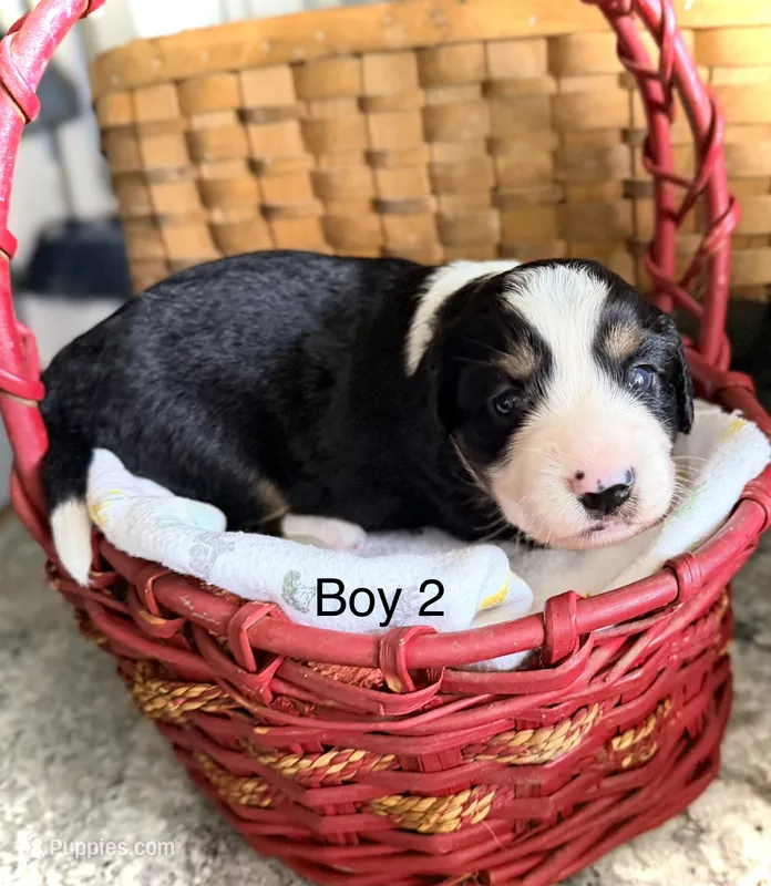 Aussie-Doxie Blk Tri Boy 2 – Dachshund, Miniature Australian Shepherd puppy for sale in Burkesville, KY