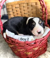 Aussie-Doxie Blk Tri Boy 2, a female Dachshund and Miniature Australian Shepherd for sale in Burkesville, KY – 1 of 6