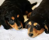 Black & Tan Long-Haired, a  Dachshund and Miniature Dachshund for sale in Burkesville, KY – 5 of 10