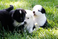 Buddy Blue Eyed Boy, a male Miniature Australian Shepherd for sale in Burkesville, KY – 4 of 10