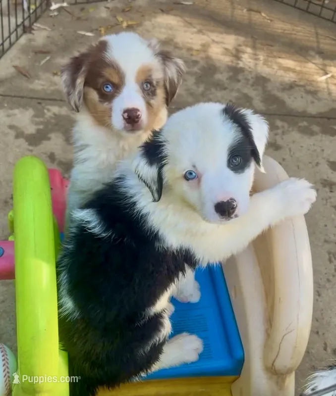 Patch – Australian Shepherd puppy for sale in Burkesville, KY