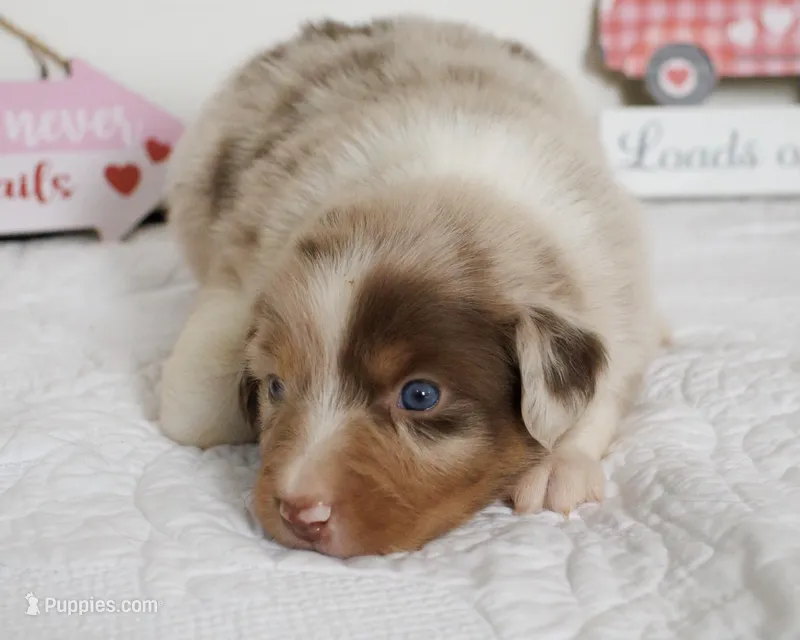 Sofie’s Red Merle Boy 1