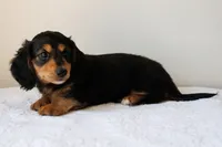 Winnie’s Black & Tan Boy Long-Haired , a male Miniature Dachshund for sale in Burkesville, KY – 5 of 7