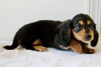 Winnie’s Black & Tan Boy Long-Haired , a male Miniature Dachshund for sale in Burkesville, KY – 6 of 7