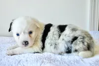 Bernadette - Freckles Blue Merle, a female Miniature Australian Shepherd for sale in Burkesville, KY – 5 of 10