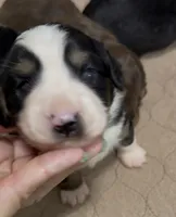 Aussie-Doxie Girl, a female Dachshund and Miniature Australian Shepherd for sale in Burkesville, KY – 3 of 8