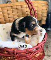 Aussie-Doxie Blk Tri Girl 3, a female Dachshund and Miniature Australian Shepherd for sale in Burkesville, KY – 1 of 5