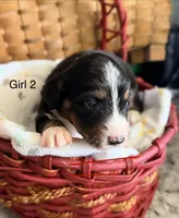 Aussie-Doxie Blk Tri Girl 2, a female Dachshund and Miniature Australian Shepherd for sale in Burkesville, KY – 1 of 6