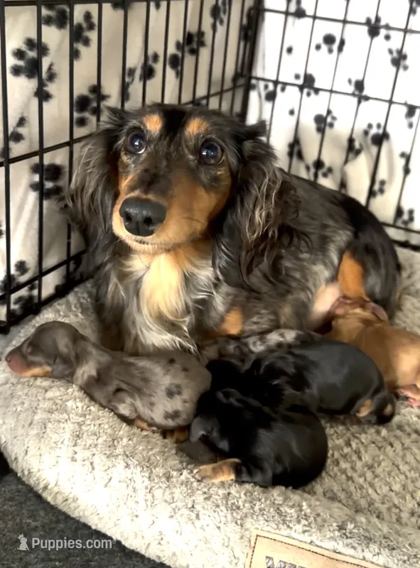Black & Tan Long-Haired – Dachshund, Miniature Dachshund puppy for sale in Burkesville, KY