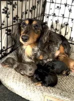 Black & Tan Long-Haired, a  Dachshund and Miniature Dachshund for sale in Burkesville, KY – 1 of 10