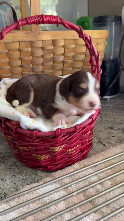 Aussie-Doxie Red Boy, a female Dachshund and Miniature Australian Shepherd for sale in Burkesville, KY – 6 of 7