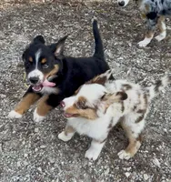 Mr. Freckles , a male Miniature Australian Shepherd for sale in Burkesville, KY – 5 of 7